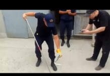 Шымкент атаковали ядовитые змеи Шымкент атаковали ядовитые змеи