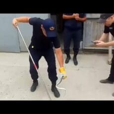 Шымкент атаковали ядовитые змеи Шымкент атаковали ядовитые змеи