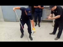 Шымкент атаковали ядовитые змеи