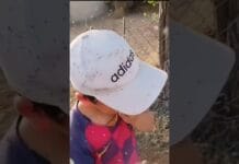 Битва с мошками за 643 миллиона проиграна? Битва с мошками