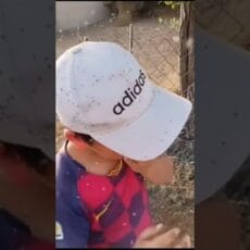 Битва с мошками за 643 миллиона проиграна? Битва с мошками