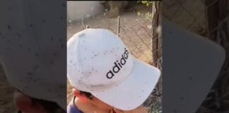 Битва с мошками за 643 миллиона проиграна? Битва с мошками