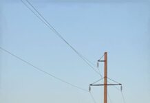 В Шымкенте заменят 5% деревьев, не прижившихся после масштабного озеленения