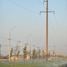 В Шымкенте заменят 5% деревьев, не прижившихся после масштабного озеленения