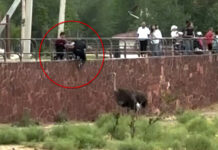 Шымкентского хулигана поставили на учет за то что лез к животным в зоопарке Несовершеннолетний хулиган пнул страуса в зоопарке