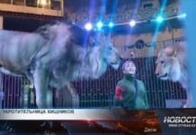 Дрессировщица с характером хищника: история Жанат Калменовой Дрессировщица с характером хищника