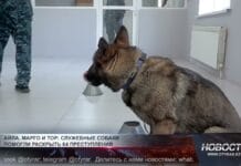 Айла, Марго и Тор: служебные собаки помогли раскрыть 64 преступления Служебные собаки помогли раскрыть 64 преступления