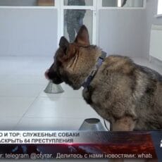 Айла, Марго и Тор: служебные собаки помогли раскрыть 64 преступления Служебные собаки помогли раскрыть 64 преступления