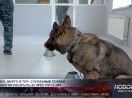 Служебные собаки помогли раскрыть 64 преступления