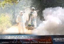 Туркестан против мошек: как регион борется с нашествием насекомых В Туркестанской области борются с нашествием мошек