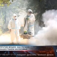 Туркестан против мошек: как регион борется с нашествием насекомых В Туркестанской области борются с нашествием мошек