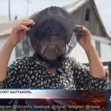 Мошки жалят до слёз жителей Отырарского района Мошки жалят до слёз жителей Отырарского района