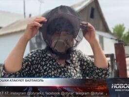 Мошки жалят до слёз жителей Отырарского района