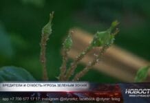 Сухость и тля: новые проблемы в парках Шымкента Сухость и тля: новые проблемы в парках Шымкента