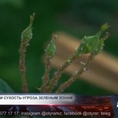 Сухость и тля: новые проблемы в парках Шымкента Сухость и тля: новые проблемы в парках Шымкента