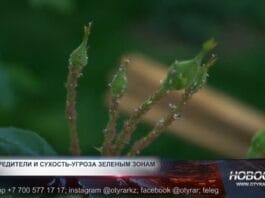Сухость и тля: новые проблемы в парках Шымкента