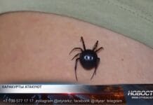 В Шымкенте от укусов каракурта пострадали восемь человек Укус каракурта
