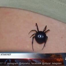 В Шымкенте от укусов каракурта пострадали восемь человек Укус каракурта