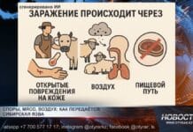 Сибирская язва: что нужно знать Сибирская язва: что нужно знать