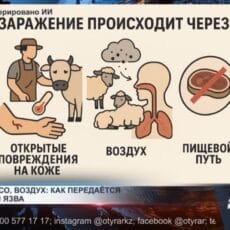 Сибирская язва: что нужно знать Сибирская язва: что нужно знать