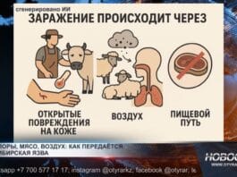 Сибирская язва: что нужно знать