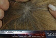 Зараженных ККГЛ клещей выявили в Шымкенте Зараженных ККГЛ клещей выявили в Шымкенте