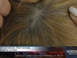 Зараженных ККГЛ клещей выявили в Шымкенте