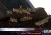 Саранча атакует поля Туркестанской области Саранча атакует поля Туркестанской области