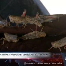 Саранча атакует поля Туркестанской области Саранча атакует поля Туркестанской области