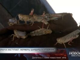 Саранча атакует поля Туркестанской области