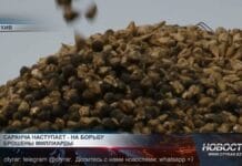 Казахстанцев предупреждают о нашествии саранчи Казахстанцев предупреждают о нашествии саранчи