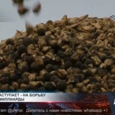 Казахстанцев предупреждают о нашествии саранчи Казахстанцев предупреждают о нашествии саранчи