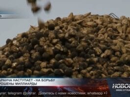 Казахстанцев предупреждают о нашествии саранчи