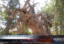 Карнак: казахское село, где стены говорят и деревья исполняют желания Тайны Карнака