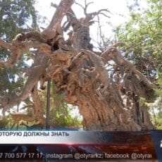 Карнак: казахское село, где стены говорят и деревья исполняют желания Тайны Карнака