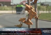 В Шымкенте заменят 5% деревьев, не прижившихся после масштабного озеленения В Шымкенте засохли молодые деревья