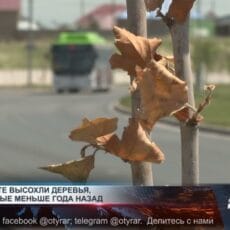 В Шымкенте заменят 5% деревьев, не прижившихся после масштабного озеленения В Шымкенте засохли молодые деревья