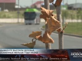 В Шымкенте засохли молодые деревья