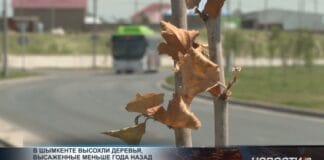 В Шымкенте заменят 5% деревьев, не прижившихся после масштабного озеленения В Шымкенте засохли молодые деревья