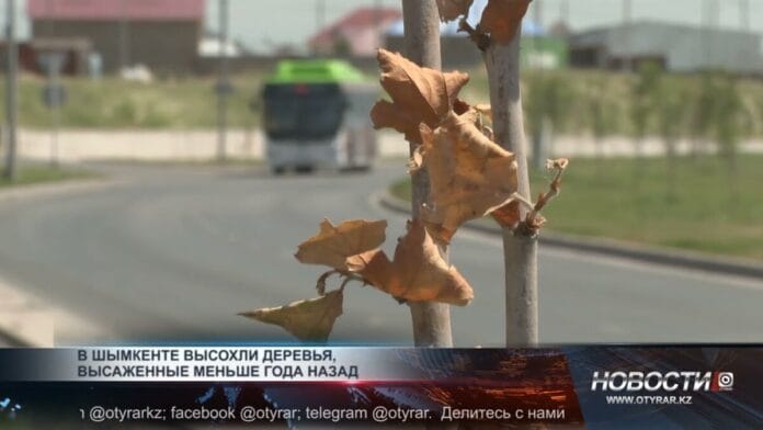 259475 В Шымкенте засохли молодые деревья