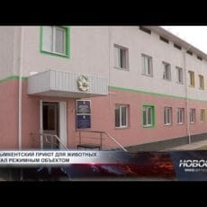 Приют для животных в Шымкенте стал режимным объектом Приют для животных в Шымкенте стал режимным объектом