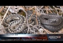 25 вызовов спасателей из-за змей с начала года В Шымкенте — нашествие змей