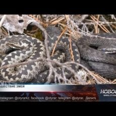 25 вызовов спасателей из-за змей с начала года В Шымкенте — нашествие змей