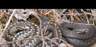 25 вызовов спасателей из-за змей с начала года В Шымкенте — нашествие змей