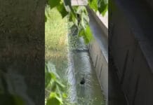 В Шымкенте снова вода пошла по арыкам, как много-много лет назад В Шымкенте снова пошла вода по арыкам