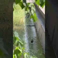 В Шымкенте снова вода пошла по арыкам, как много-много лет назад В Шымкенте снова пошла вода по арыкам