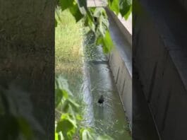 В Шымкенте снова пошла вода по арыкам