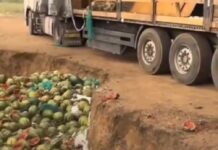 Фуру арбузов выбросили в яму в Шымкенте Фуру арбузов выбросили в яму