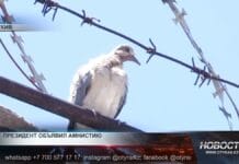 Президент объявил амнистию для 15 тысяч осужденных Тюрьма в Казахстане