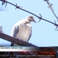 Президент объявил амнистию для 15 тысяч осужденных Тюрьма в Казахстане